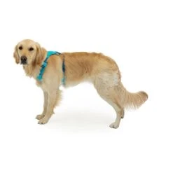 Ruffwear Hi & Light Harness Bleu 12 Ruffwear Hi & Light Harness Bleu -Tenue Active main 311196 198860 5 233d