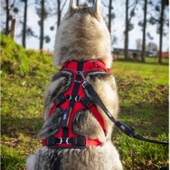 I-Dog Harnais Confort Trek -Tenue Active main GRLMI03 3 e5fa