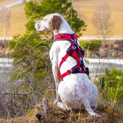 I-Dog Harnais Confort Trek -Tenue Active main GRLMI03 6 2ad7