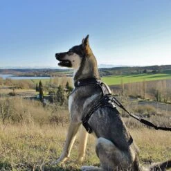 I-Dog Longe Traction Noir -Tenue Active main photo pres longe I DOG 04 1 1 2002